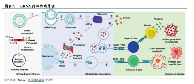 mRNA终于拿下诺奖：有何应用前景？上市公司都有哪些布局