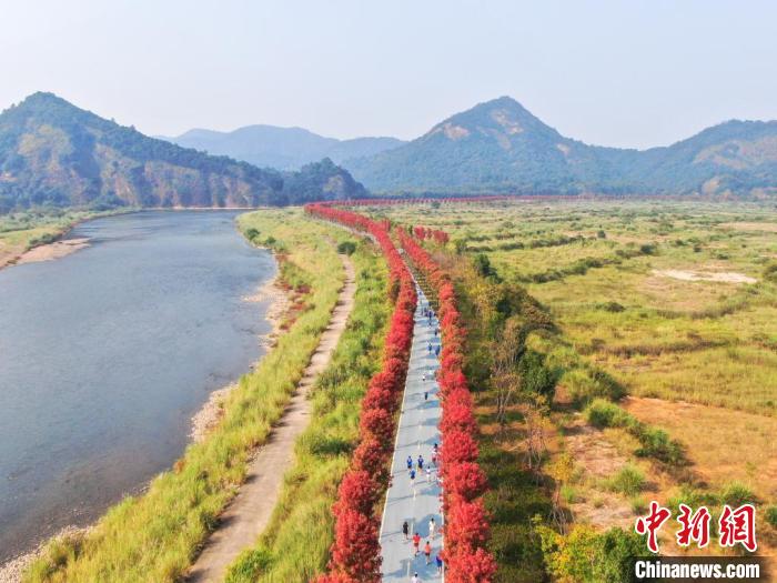 龙虎山第四届马拉松大赛鸣枪开跑 选手奔跑于金秋秀美山水中