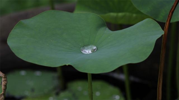 蚂蚁庄园：荷叶之所以滴水不沾主要是因为它的表面