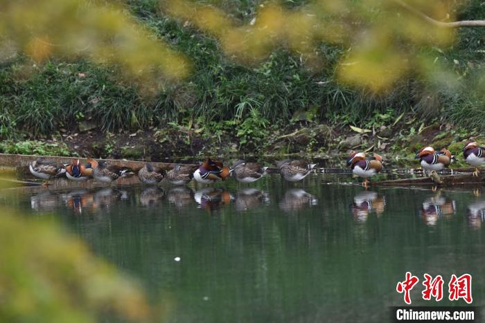 冬候鸟鸳鸯已抵达杭州西湖 “原住民”盛装迎“北方老乡”