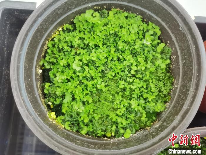 植物“活化石”苏铁蕨孢子人工繁育成功