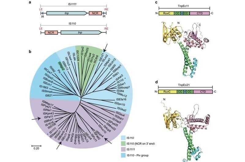 超越CRISPR，精确切割靶点插入序列，新基因编辑工具SeekRNA面世